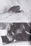 FOX, Terry Fox. Elemental Gestures.