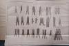 Plexuum nervorum structura et virtutes. Disquisitionibus anatomicis, microscopic