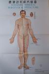 Institute of Acupuncture and Moxibustion of the China Academy of Traditional Chi