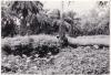 9 Original-Photographien aus dem ehemals deutschen Kolonialgebiet in Kamerun.