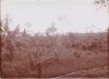 7 Original-Photographien aus der deutschen Kolonialzeit in Kamerun.
