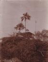 7 Original-Photographien aus der deutschen Kolonialzeit in Kamerun.